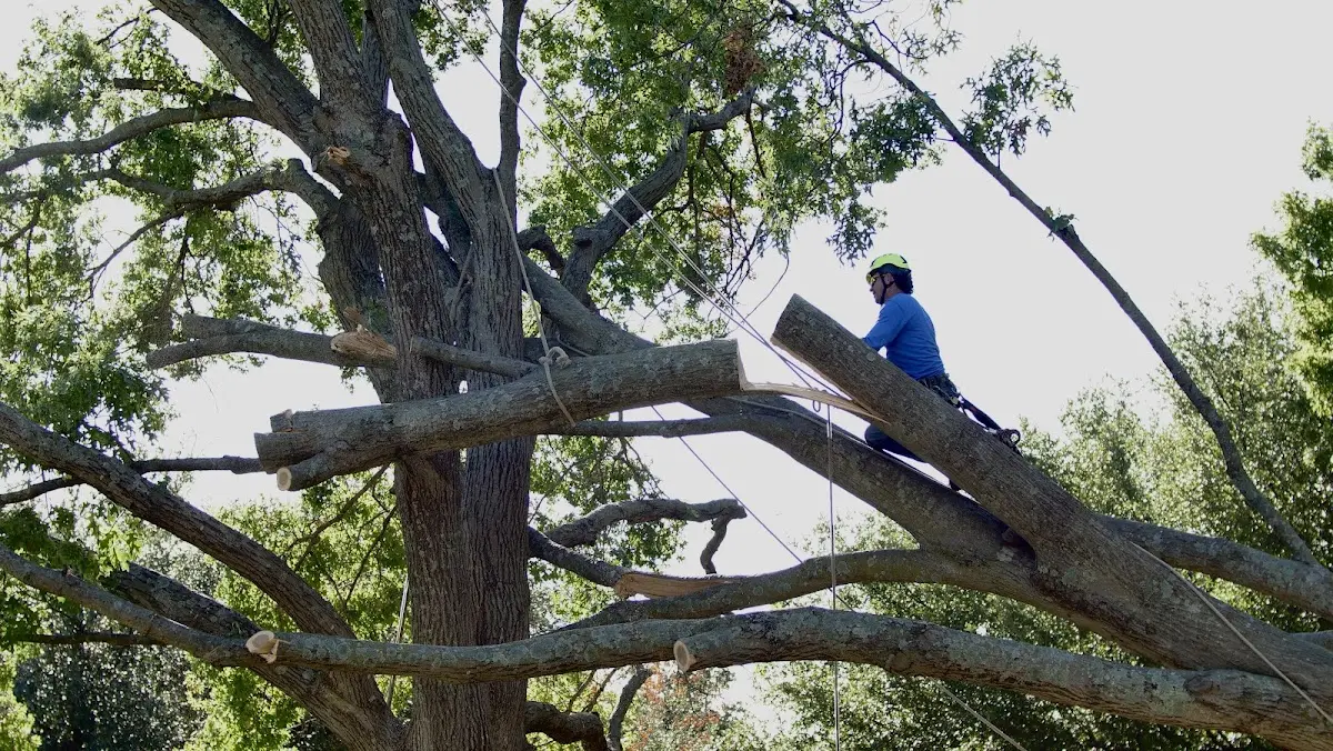 Professional Crown Thinning performed by certified arborists in Blue Mountain Lake